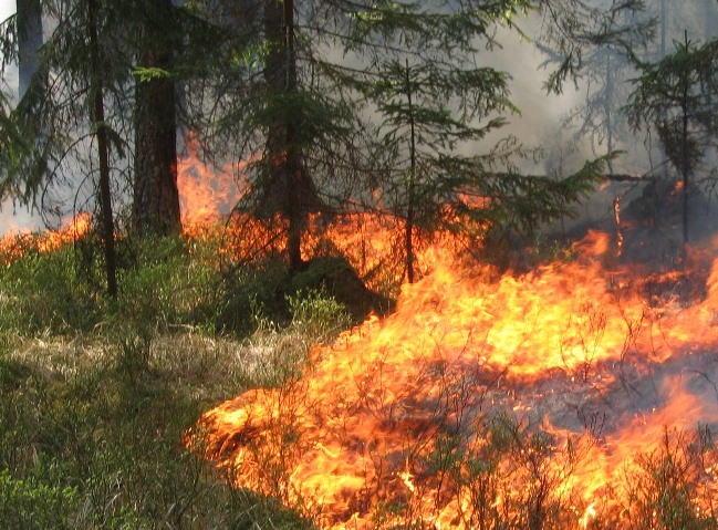 fot&#x2e;&#x20;Archiwum&#x20;nadleśnictwa